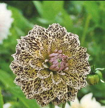 Maeva23 aus Saarland,Deutschland